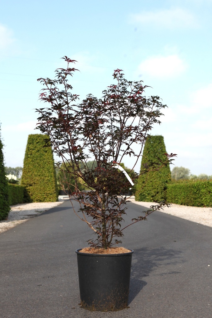 [P] Acer palmatum 'Skeeter's Broom' cont. 18L 100-125 cm