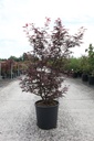 Acer palmatum 'Skeeter's Broom' cont. 18L 100-125 cm +B
