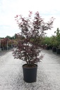 Acer palmatum 'Skeeter's Broom' cont. 18L 100-125 cm
