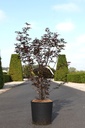 Acer palmatum 'Skeeter's Broom' cont. 18L 100-125 cm