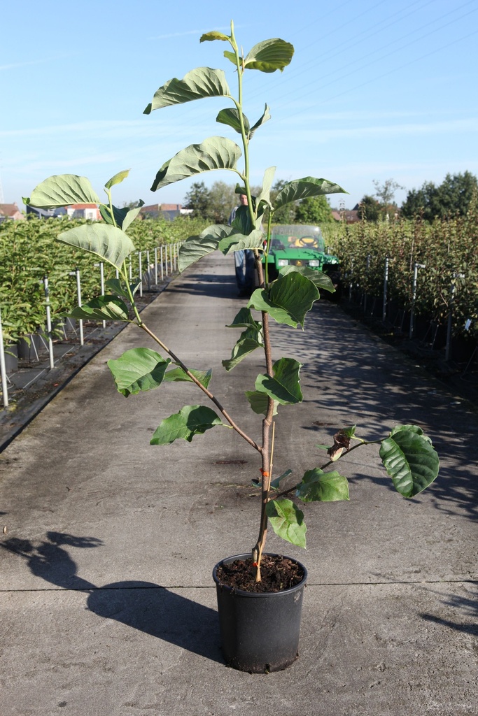 Magnolia HONEY TULIP (PBR) cont. 12L 100/+ cm +f