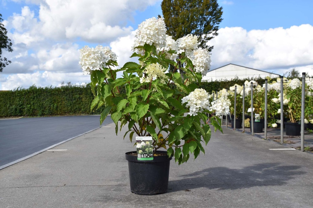 [P] Hydrangea paniculata 'Phantom' Kont. 10L 60-80 cm +B