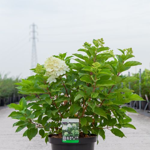 [P] Hydrangea paniculata 'Phantom' cont. 10L 60-80 cm +B