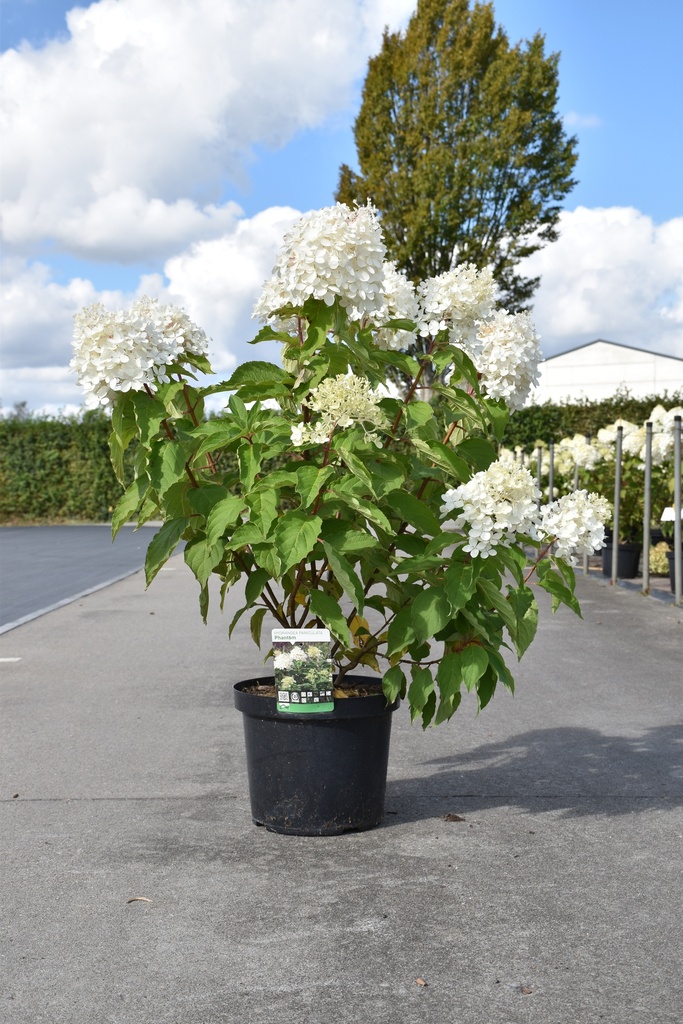 [P] Hydrangea paniculata 'Phantom' cont. 10L 60-80 cm +f