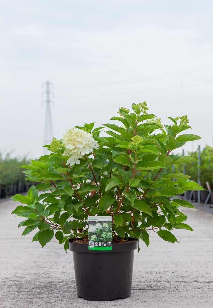 Hydrangea paniculata 'Phantom' cont. 10L 60-80 cm +p