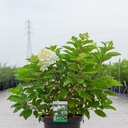 Hydrangea paniculata 'Phantom' cont. 10L 60-80 cm +p