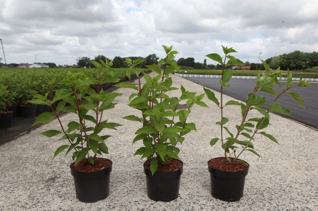 Hydrangea paniculata 'Phantom' cont. 3,6L 40-50 cm +f