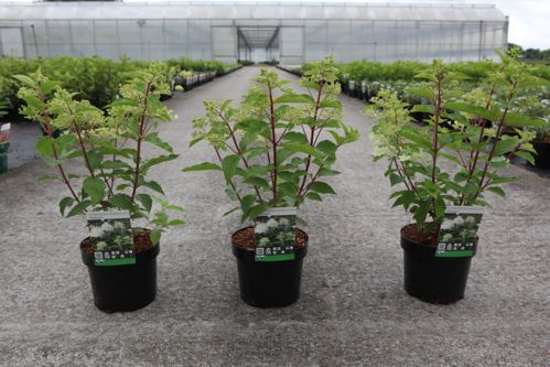 Hydrangea paniculata 'Phantom' cont. 3,6L 40-50 cm +p