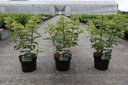Hydrangea paniculata 'Phantom' cont. 3,6L 40-50 cm +ф