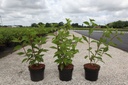 Hydrangea paniculata 'Phantom' cont. 3,6L 40-50 cm +p