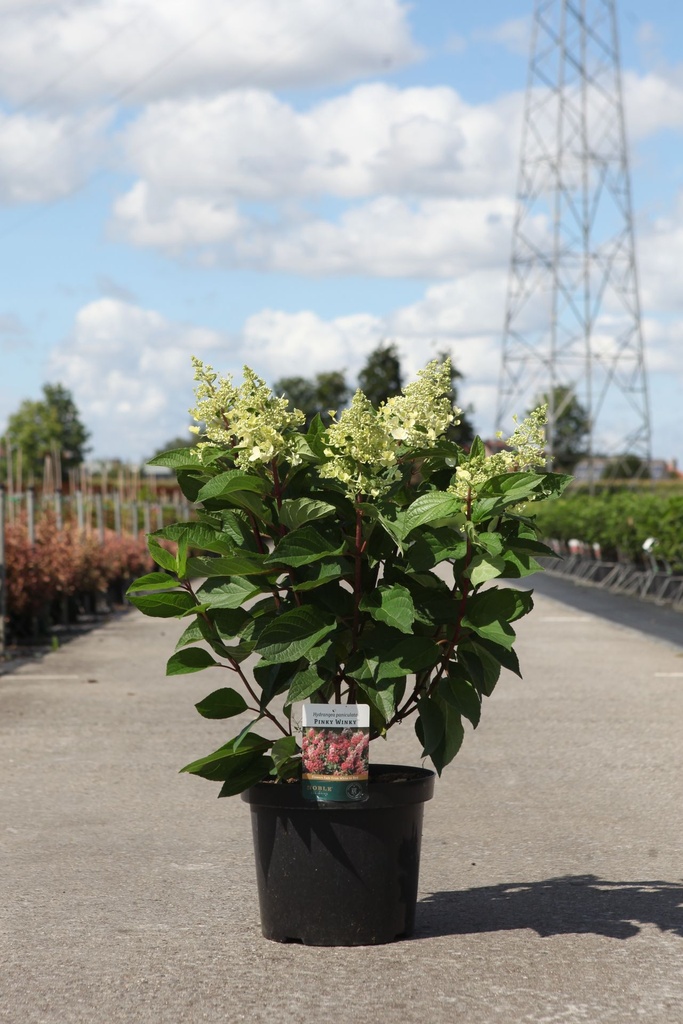Hydrangea paniculata PINKY WINKY® (PBR) cont. 10L 60-80 cm +f