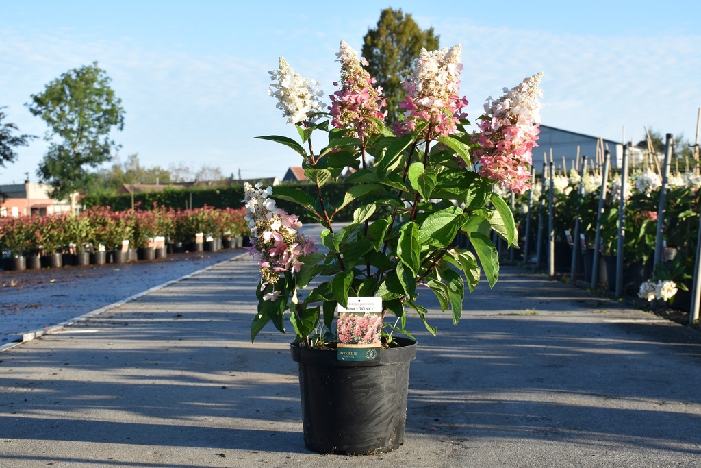 [P] Hydrangea paniculata PINKY WINKY® (PBR) cont. 10L 60-80 cm +p