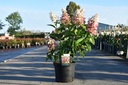 Hydrangea paniculata PINKY WINKY® (PBR) cont. 10L 60-80 cm +f