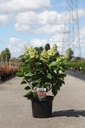 Hydrangea paniculata PINKY WINKY® (PBR) cont. 10L 60-80 cm +p