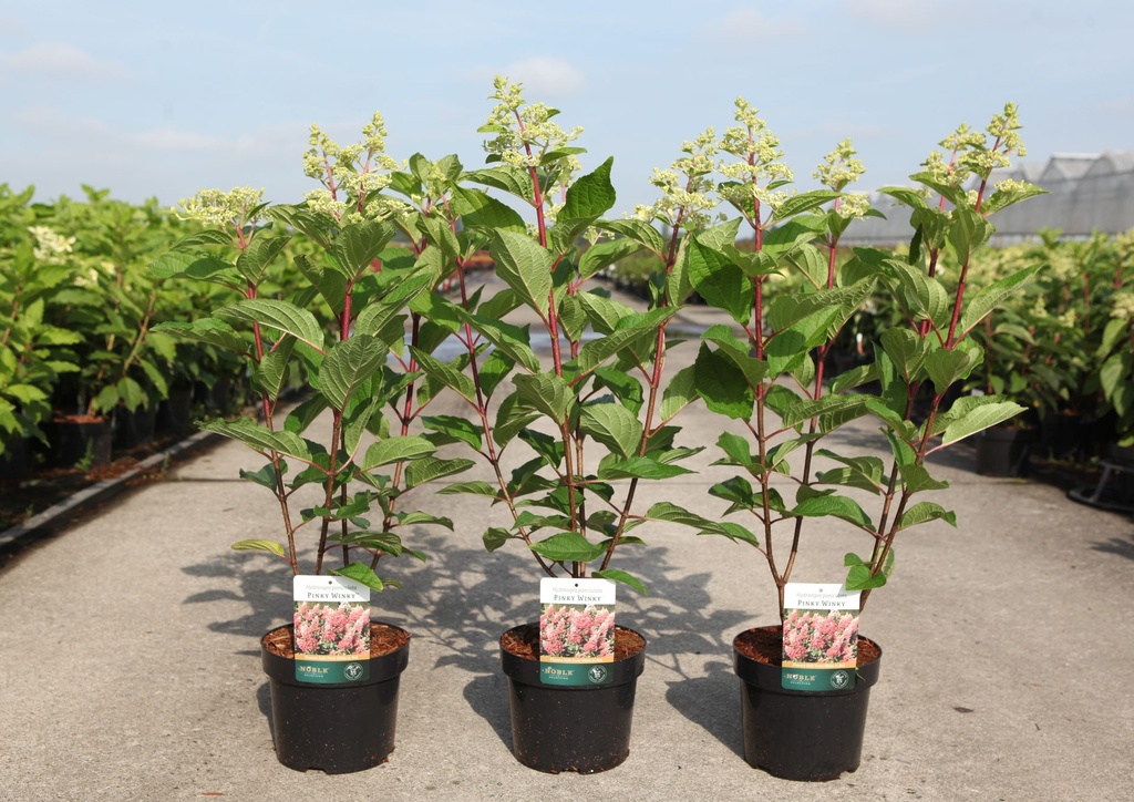 Hydrangea paniculata PINKY WINKY® (PBR) cont. 3,6L 40-50 cm +f