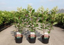 Hydrangea paniculata PINKY WINKY® (PBR) cont. 3,6L 40-50 cm +ф