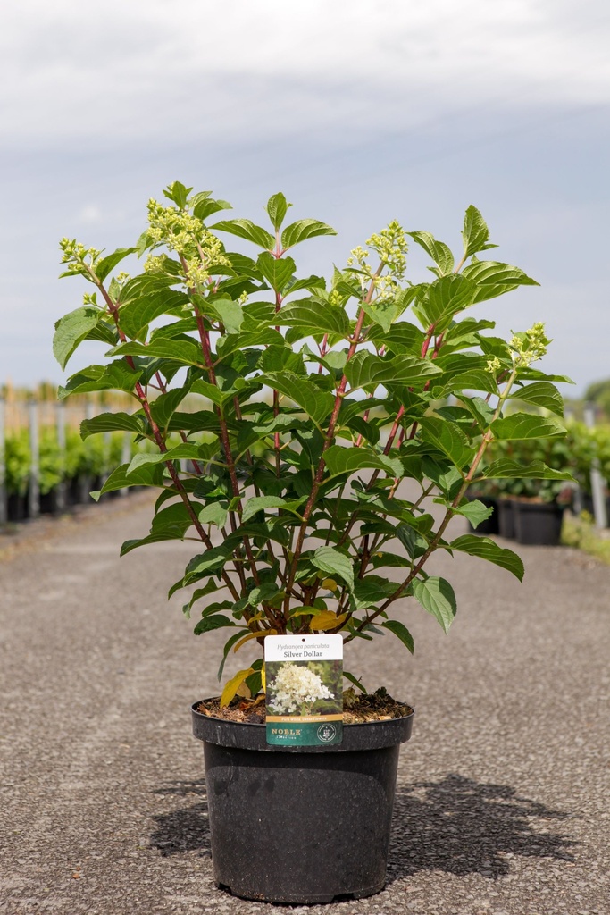 [P] Hydrangea paniculata 'Silver Dollar' cont. 10L 60-80 cm +B