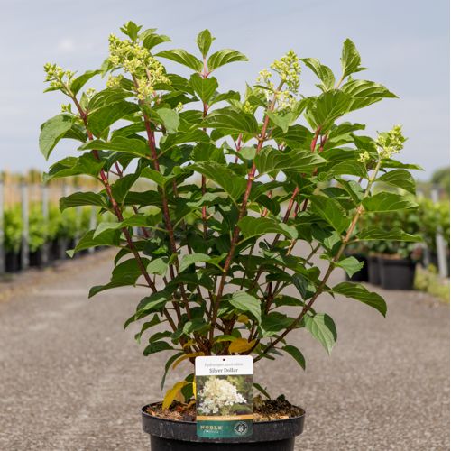 Hydrangea paniculata 'Silver Dollar' cont. 10L 60-80 cm +p
