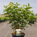 Hydrangea paniculata 'Silver Dollar' cont. 10L 60-80 cm +ф