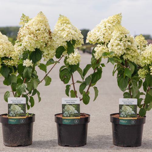 Hydrangea paniculata 'Silver Dollar' cont. 3,6L 40-50 cm +p