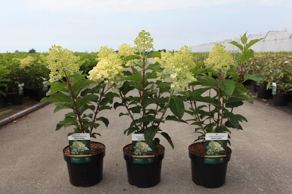 Hydrangea paniculata 'Silver Dollar' cont. 3,6L 40-50 cm +p