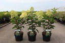 Hydrangea paniculata 'Silver Dollar' cont. 3,6L 40-50 cm +f