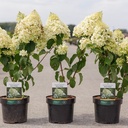 Hydrangea paniculata 'Silver Dollar' cont. 3,6L 40-50 cm +p