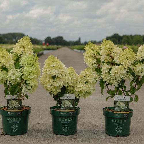 Hydrangea paniculata 'Silver Dollar' cont. 3,6L deco 40-50 cm +B