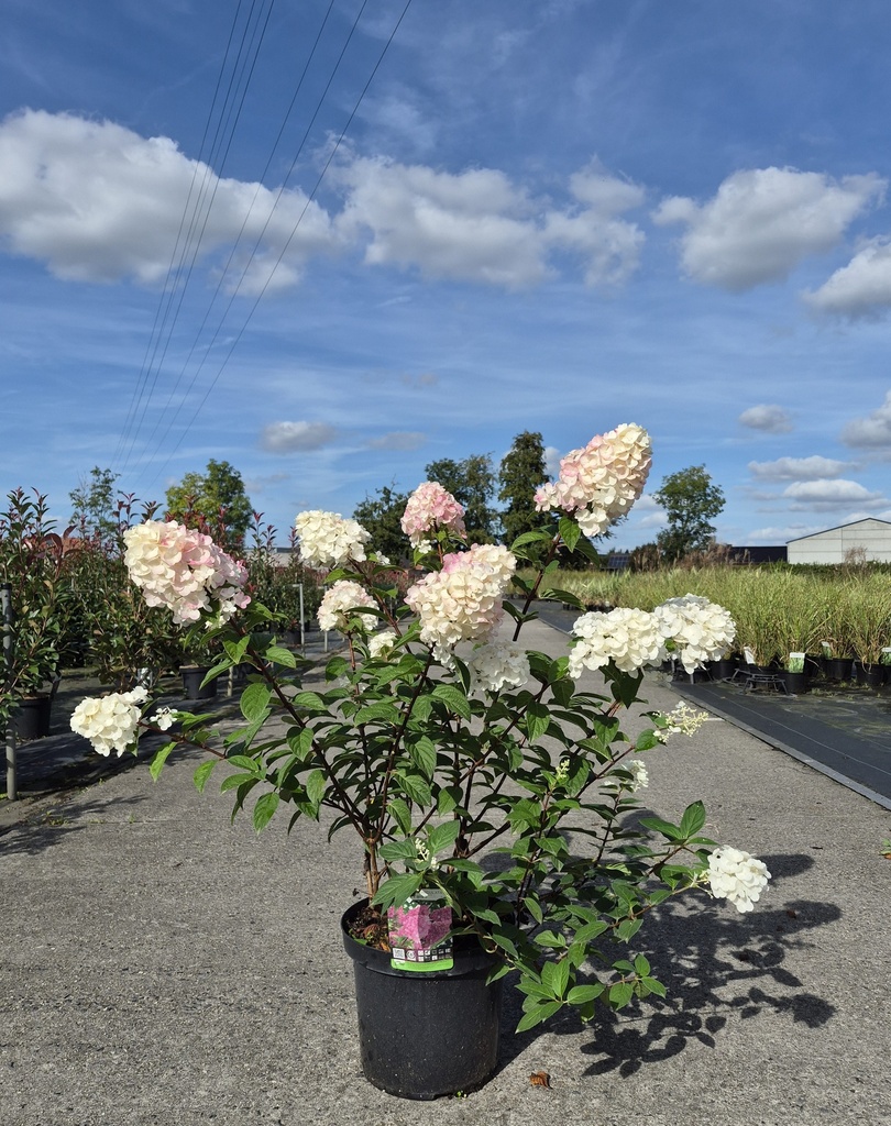 [P] Hydrangea paniculata SUNDAE FRAISE (PBR) cont. 10L 50-60 cm +ф