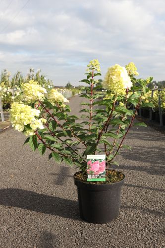 Hydrangea paniculata SUNDAE FRAISE (PBR) cont. 10L 50-60 cm +B