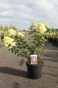 Hydrangea paniculata SUNDAE FRAISE (PBR) cont. 10L 50-60 cm +ф