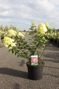Hydrangea paniculata SUNDAE FRAISE (PBR) cont. 10L 50-60 cm +f