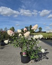 Hydrangea paniculata SUNDAE FRAISE (PBR) poj. 10L 50-60 cm +f