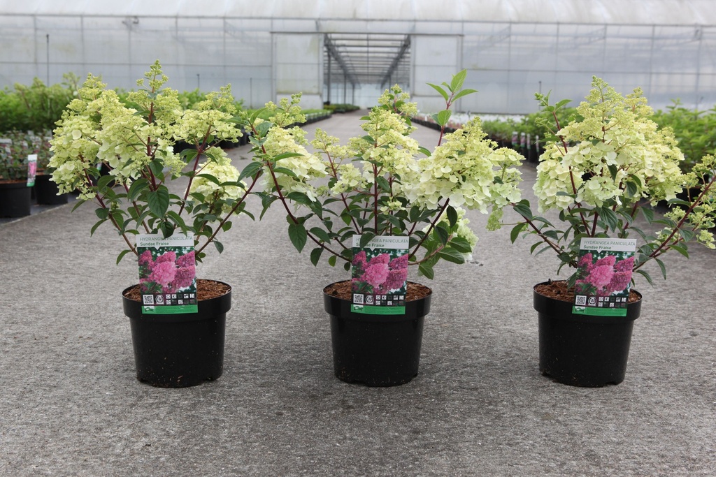 Hydrangea paniculata SUNDAE FRAISE (PBR) cont. 3,6L 30-40 cm +p