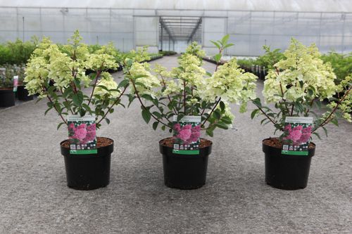 Hydrangea paniculata SUNDAE FRAISE (PBR) cont. 3,6L 30-40 cm +p