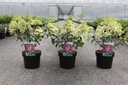 Hydrangea paniculata SUNDAE FRAISE (PBR) cont. 3,6L 30-40 cm +p