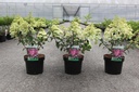 Hydrangea paniculata SUNDAE FRAISE (PBR) cont. 3,6L 30-40 cm +p