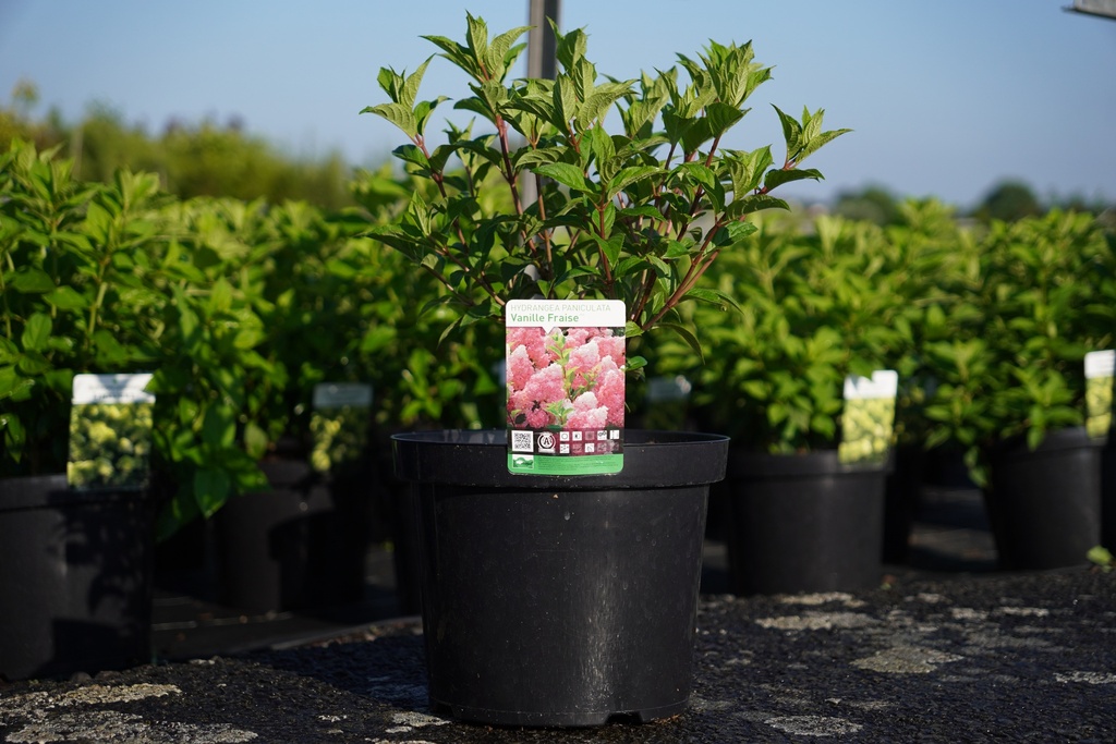 [P] Hydrangea paniculata VANILLE FRAISE (PBR) cont. 10L 50-60 cm +ф