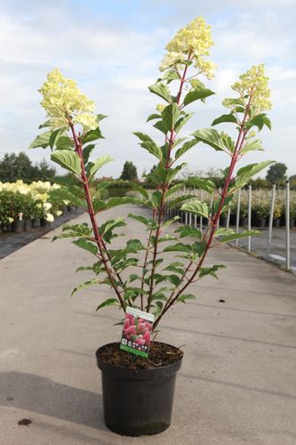 Hydrangea paniculata VANILLE FRAISE (PBR) cont. 10L 50-60 cm +ф