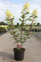 Hydrangea paniculata VANILLE FRAISE (PBR) cont. 10L 50-60 cm +p