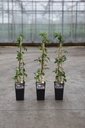 Akebia quinata cont. 2L hoog 60-80 cm +f