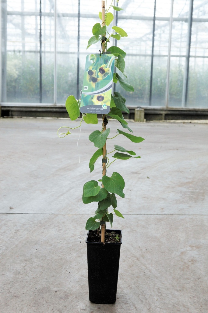 [P] Aristolochia durior cont. 2L hoog 60-80 cm +f