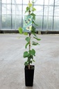 Aristolochia durior cont. 2L hoog 60-80 cm +f