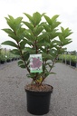 Hydrangea paniculata 'Wim's Red' (PBR) cont. 10L 60-80 cm +f