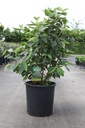 Viburnum lantana 'Mohican' cont. 25L 125/+ cm +ф