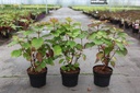 Hydrangea quercifolia 'Snowflake' cont. 3,6L 40/+ cm +p