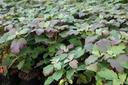 Hydrangea quercifolia 'Snowflake' cont. 3,6L 40/+ cm +p