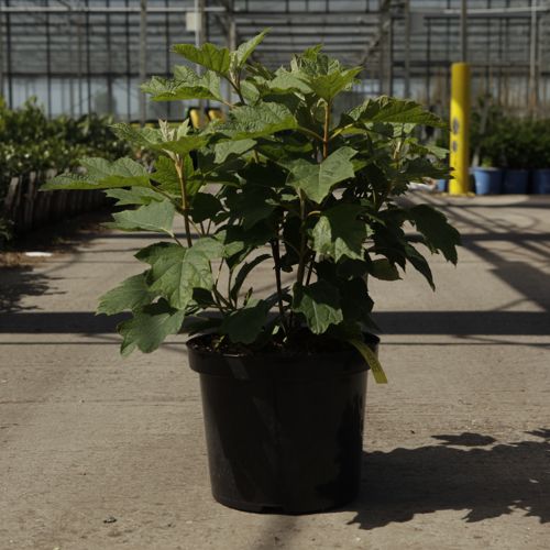 [P] Hydrangea quercifolia SNOW QUEEN® cont. 10L 60-80 cm +ф