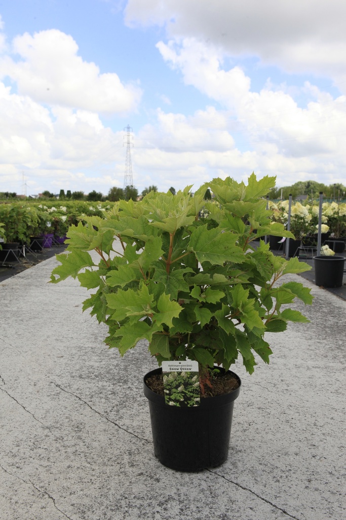 Hydrangea quercifolia SNOW QUEEN® cont. 10L 60-80 cm +B