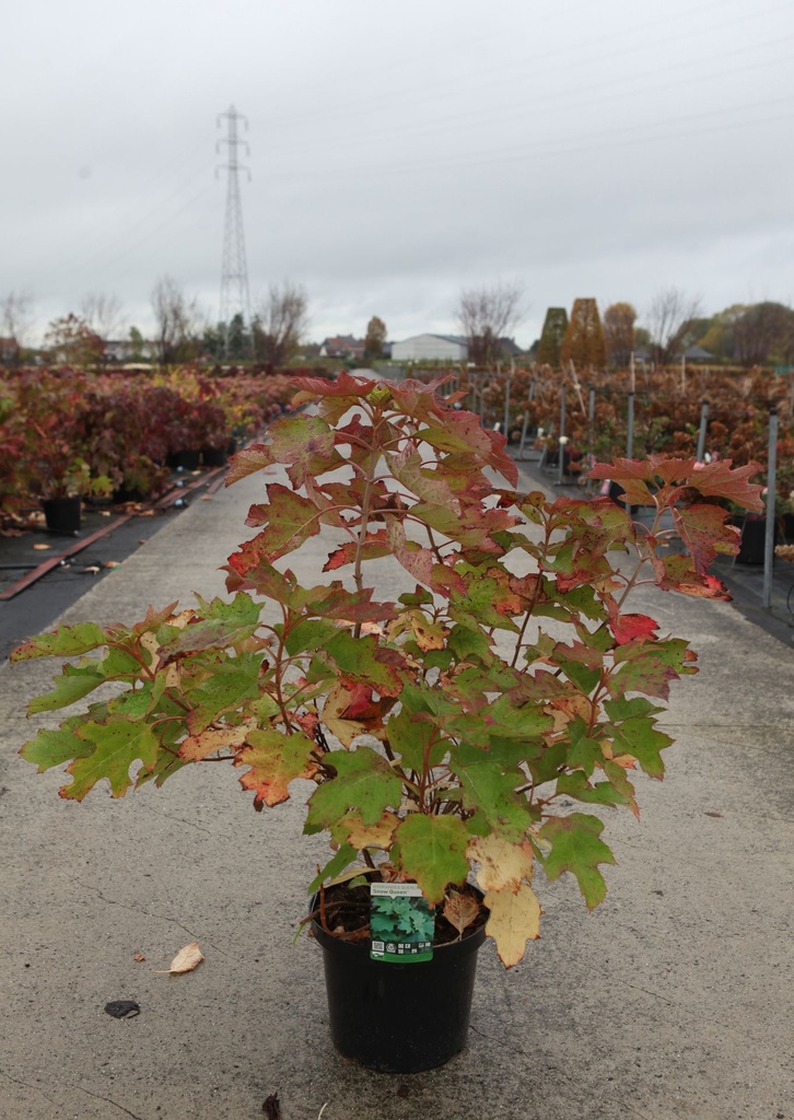 [P] Hydrangea quercifolia SNOW QUEEN® cont. 10L 60-80 cm +p